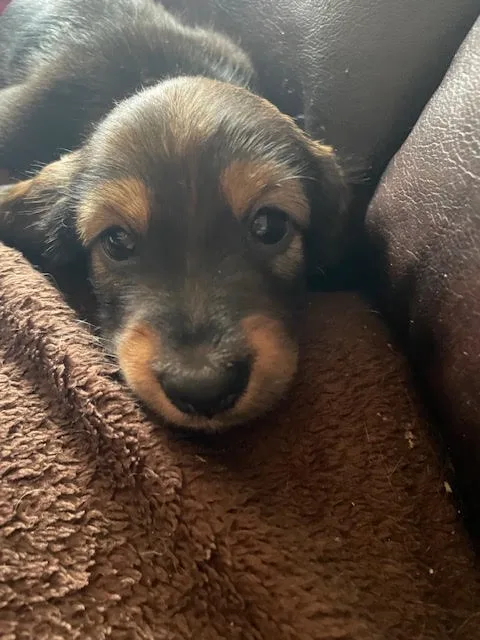 Introducing the adorable Pogo!