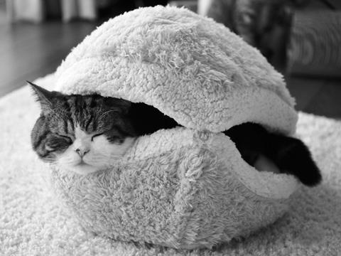 A black and white photo shows a cat sleeping peacefully with its eyes closed, nestled inside a fluffy, dome-shaped pet bed…