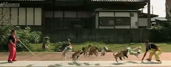 A sequence of six panels shows two men in brightly colored overalls walking a large group of dogs on leashes across a paved…