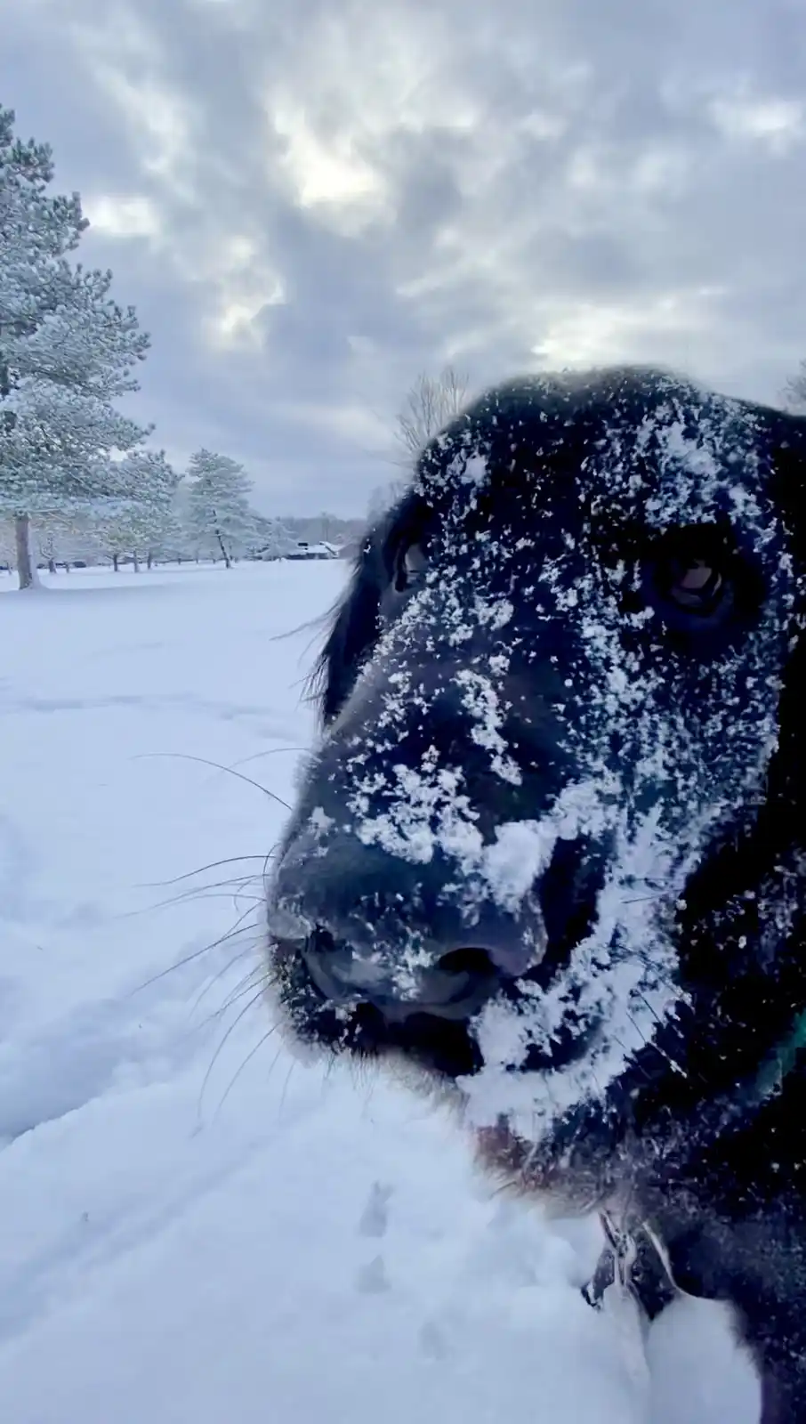 My Dog's Hilarious Antics: Volume XII