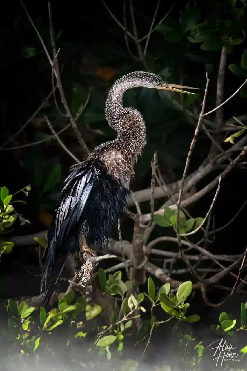 Meet the Majestic Anhinga