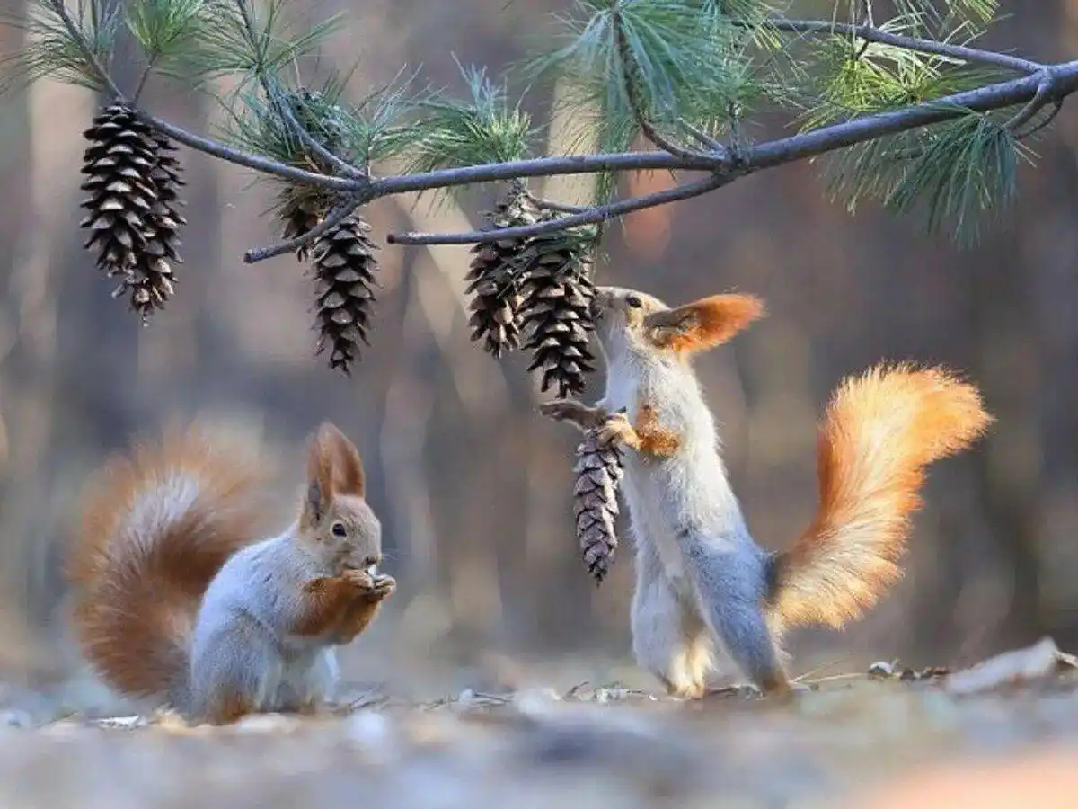 Nature's stunning forest beauties on display