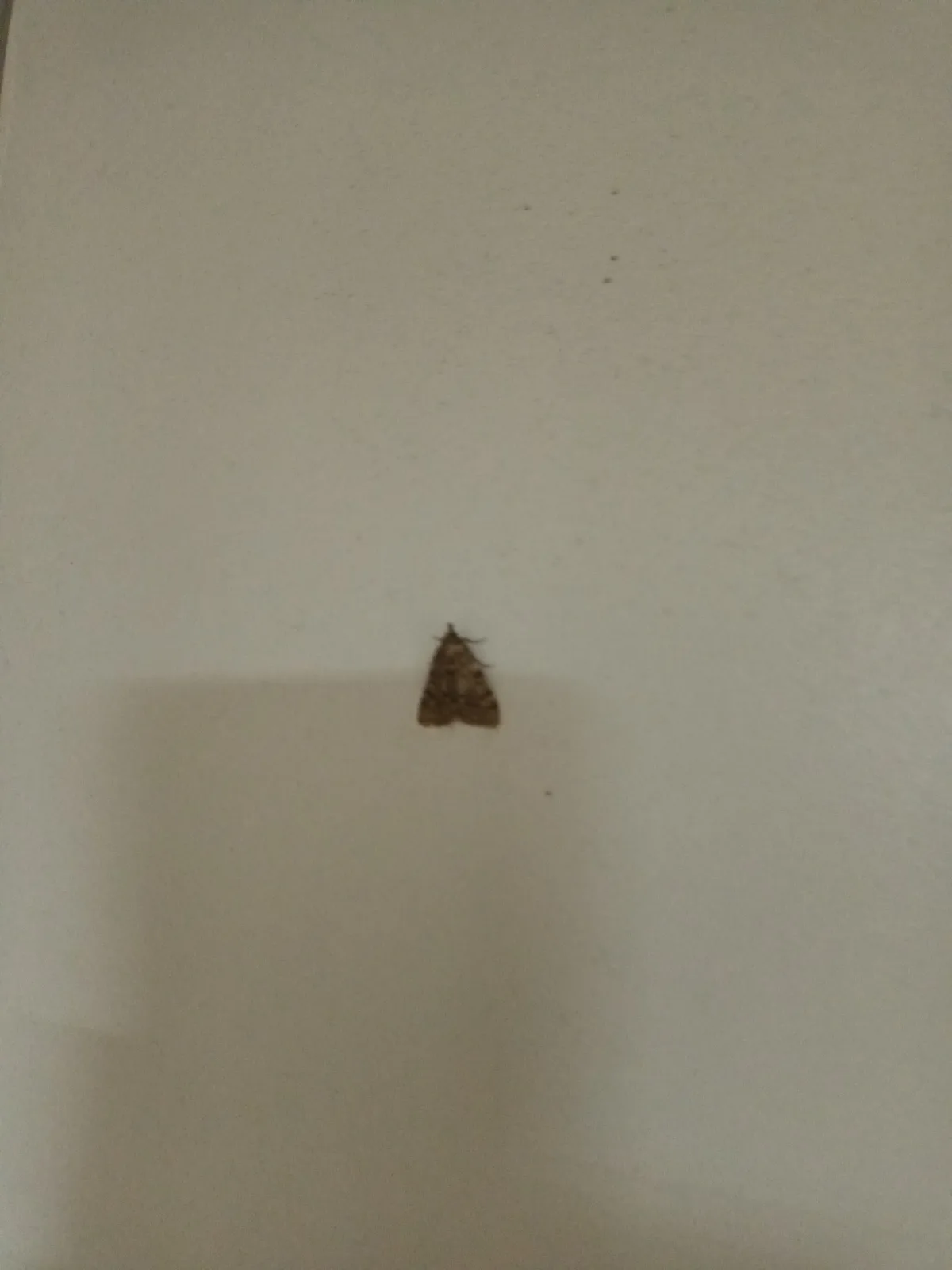 A small brown moth rests motionless on a plain, off-white wall, its wings folded. The image is overlaid with the text 'i'm…