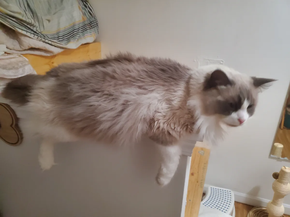 A fluffy, long-haired cat with grey and white fur is captured mid-motion, appearing to float or hang in the air with its…