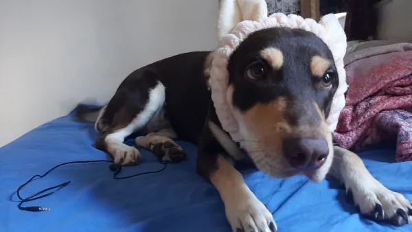 A black and tan dog lies on a blue bed, wearing a fluffy white bunny ear headband, looking directly at the camera with a…