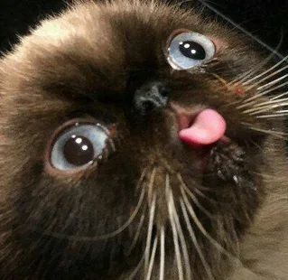 A close-up photo of a fluffy brown cat with wide, startled-looking eyes and its pink tongue sticking out. The cat's whiskers…