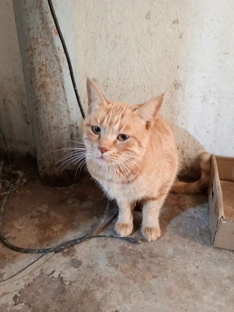 An orange tabby cat with a grumpy, unimpressed expression sits on a dirty concrete floor next to a rusty metal pole and a…