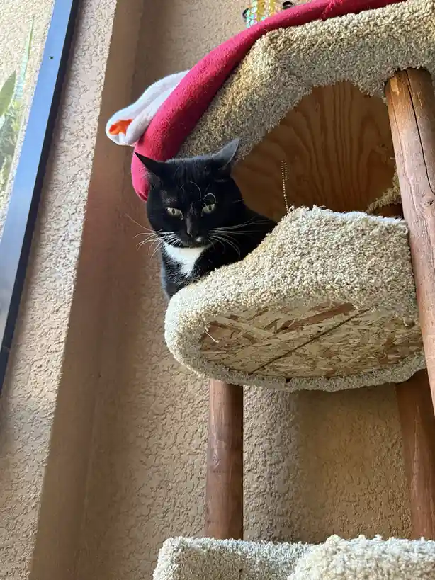 A black and white cat with a stern, unimpressed expression sits inside a beige cat tree, looking down at the camera. The cat…