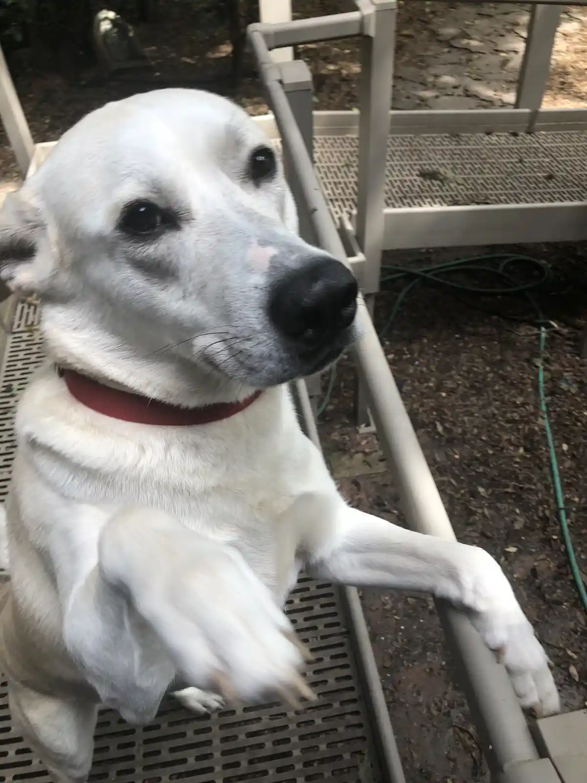 A white dog with a red collar sits on a metal patio chair, looking up with a relaxed expression while one paw rests on the…