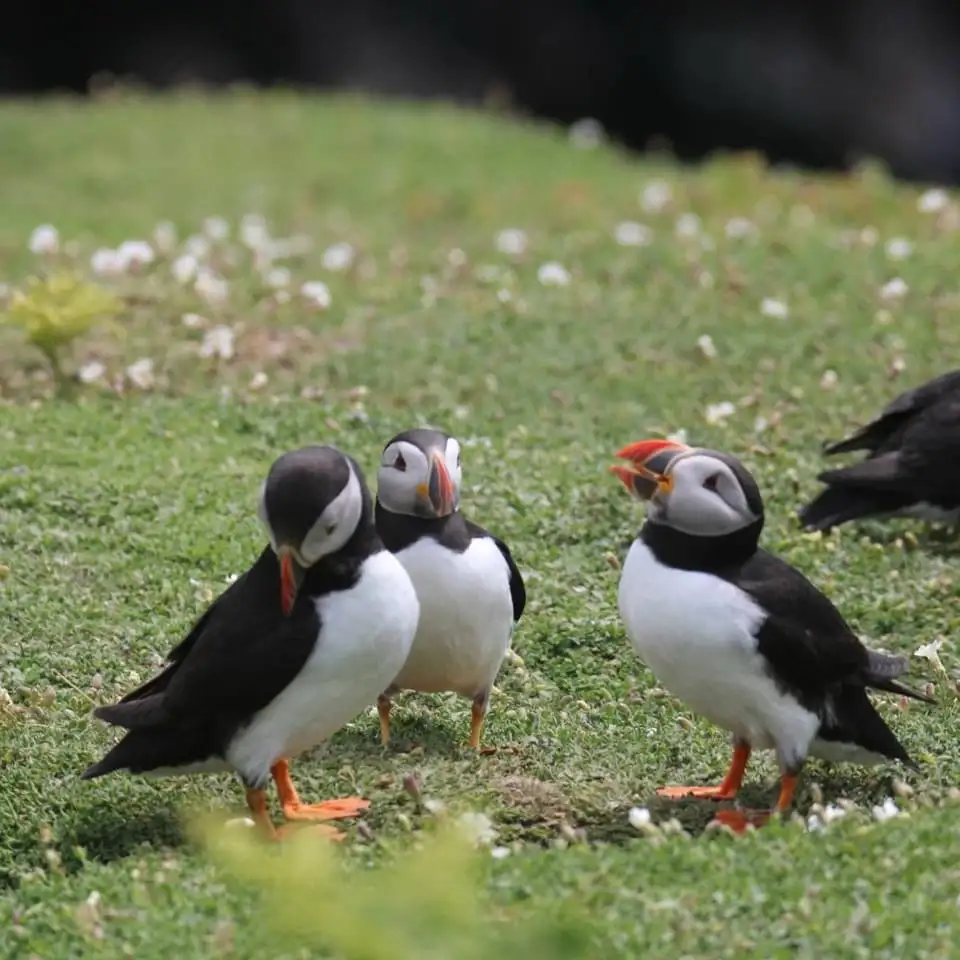 Three puffins stand on a grassy field with small white flowers, one puffin on the right is looking away with its beak open…