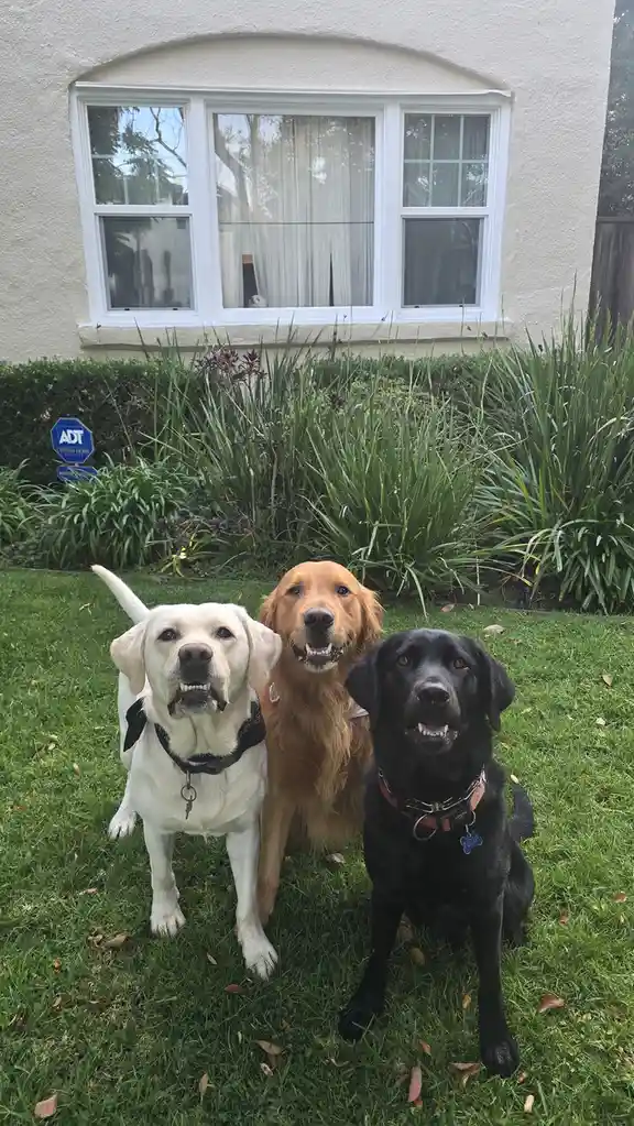 Meet Shadow, Chance, and the wild and crazy Nina!