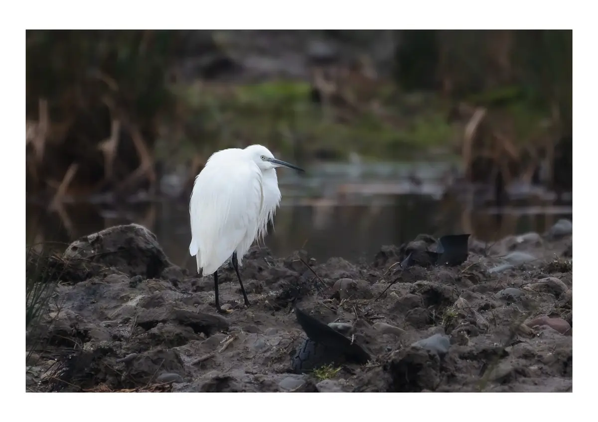 Elegant Egret in Its Natural Habitat