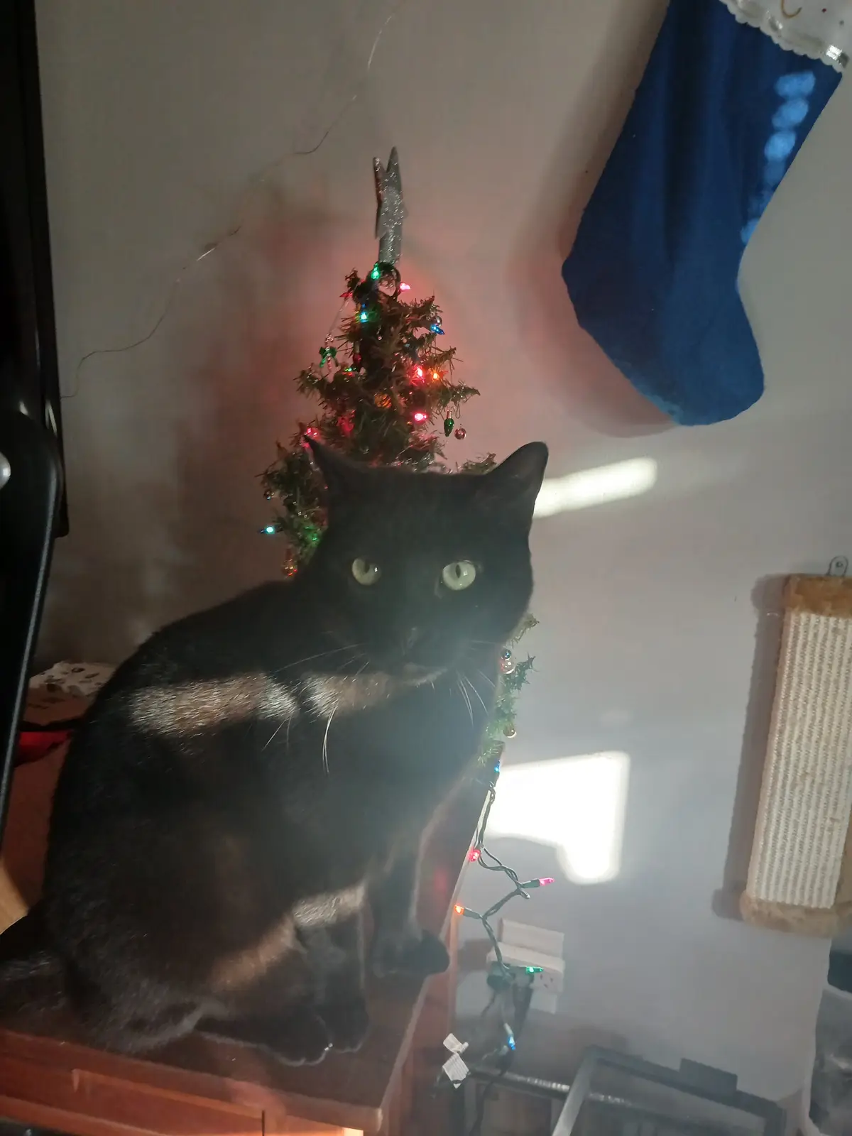 A black cat with green eyes sits atop a wooden surface, looking directly at the camera with a serious expression. Behind it…