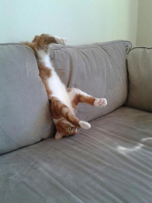 A ginger and white cat is stretched out horizontally across a gray couch, with its head near the cushion and its tail…