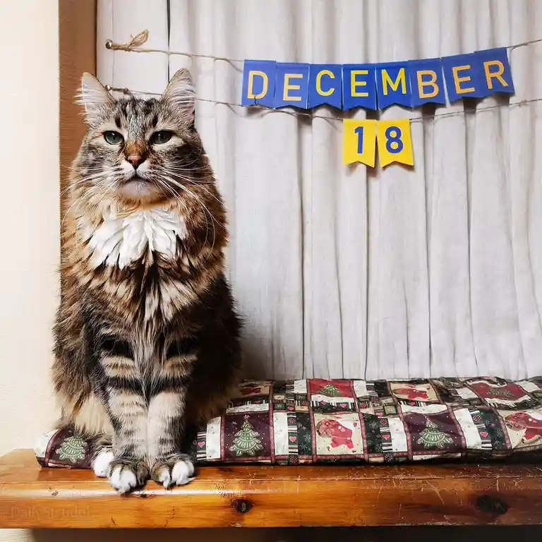 A fluffy tabby cat with a white ruff sits solemnly on a wooden shelf atop a Christmas-themed quilt. Behind it, a blue and…