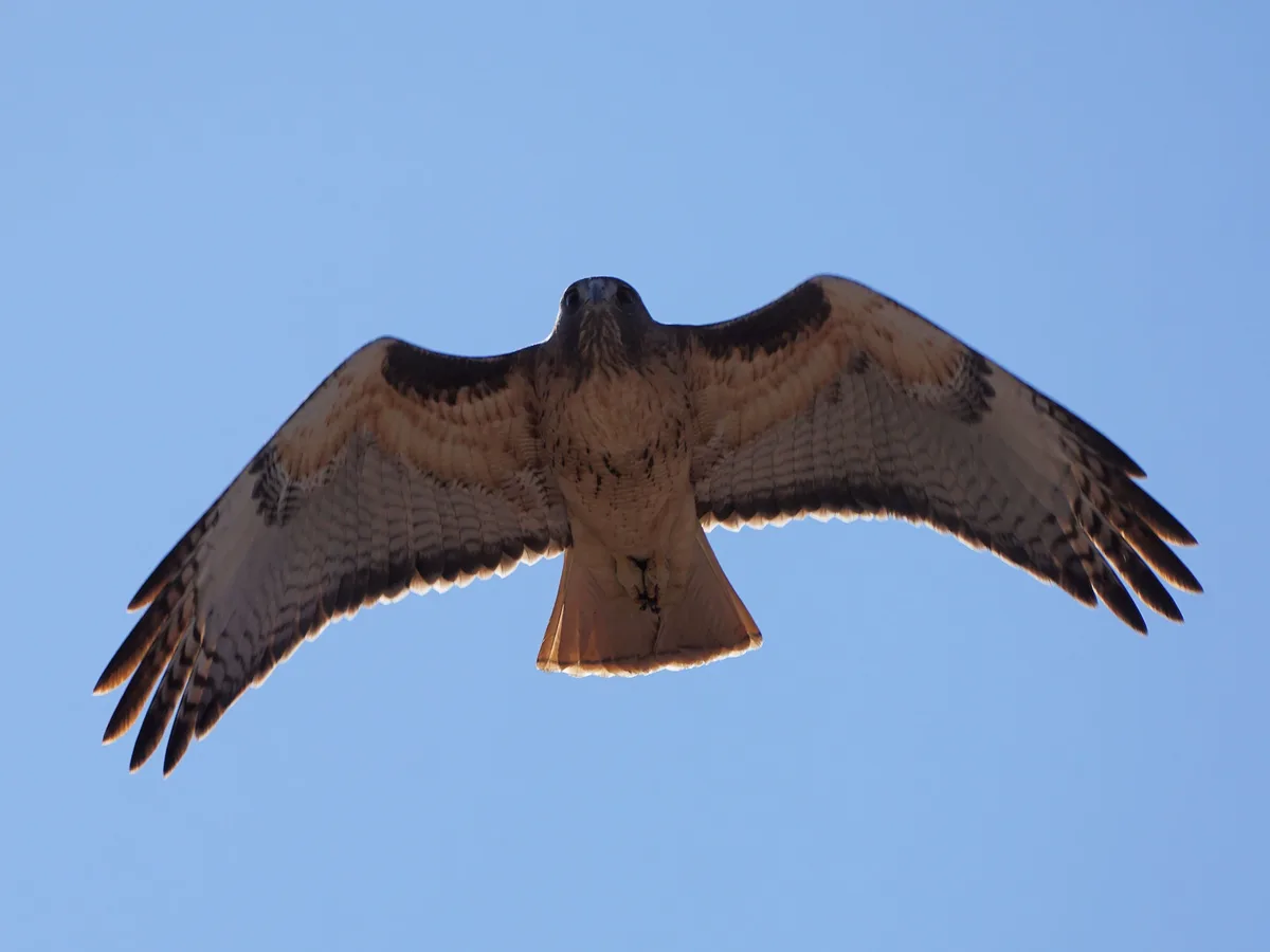 A bird of prey, likely a hawk or falcon, is captured in mid-flight against a clear blue sky, wings fully spread and facing…