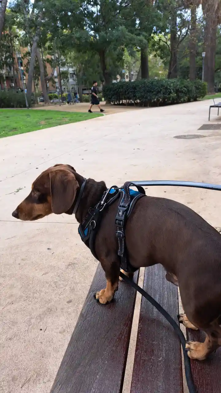 A Relaxing Walk in the Park