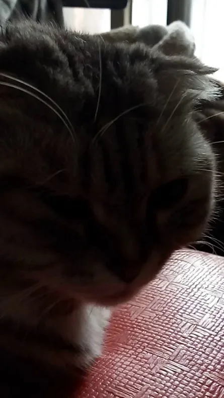 The Mischievous Cat Chronicles