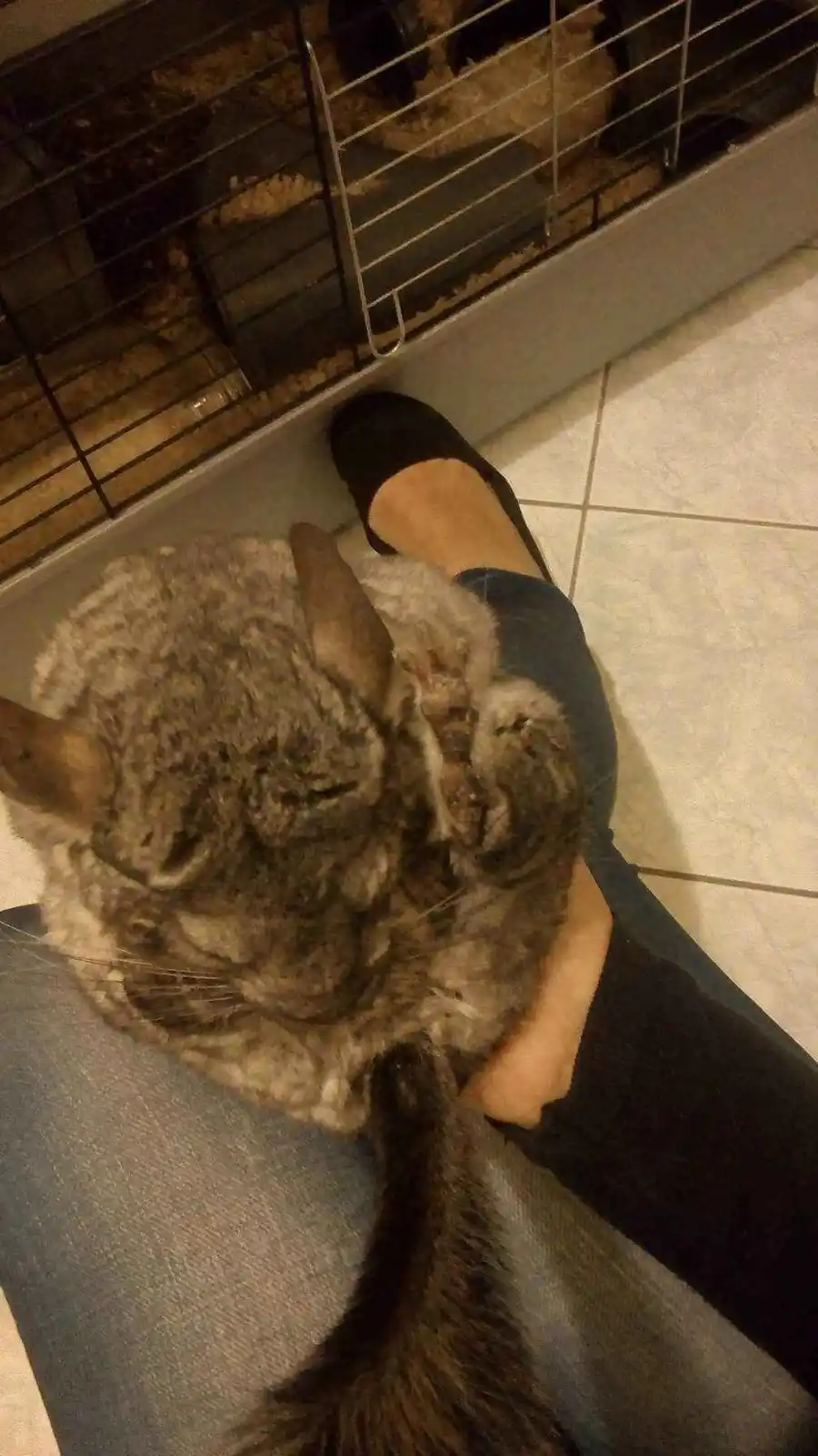 A Classic Chinchilla Moment
