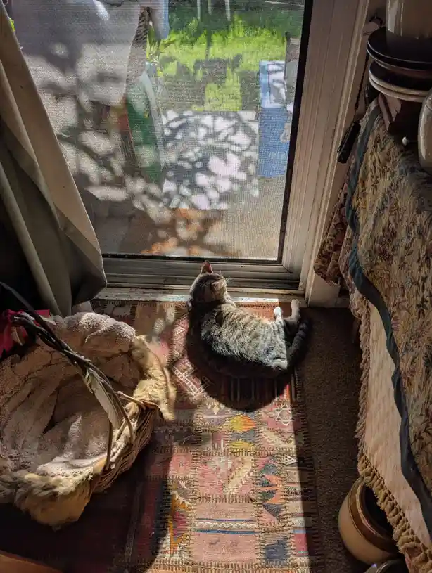 A tabby cat lies on a colorful rug indoors, gazing intently through a screen door at another cat outside. The room has a…