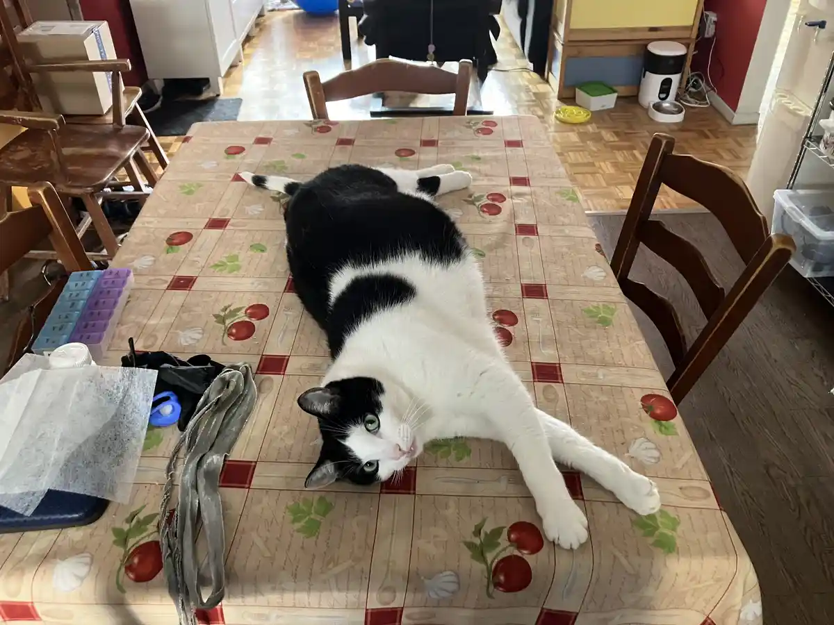 A black and white cat is lying on its back on a dining table covered with a tablecloth featuring tomato and garlic patterns…