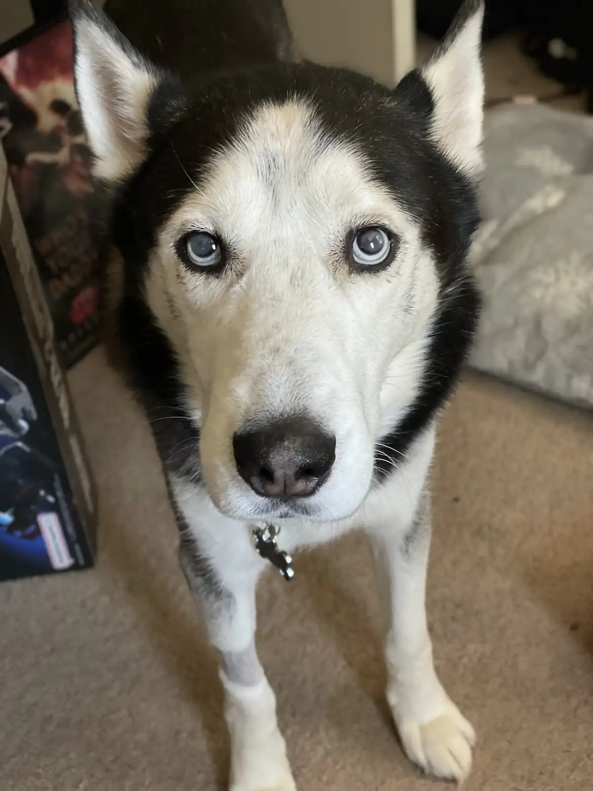 A close-up photo of a black and white husky with striking blue eyes looking directly at the camera, standing on a beige…