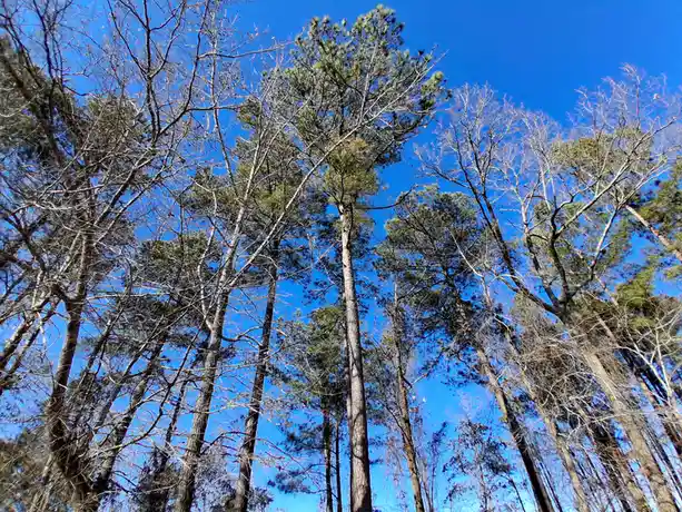 A low-angle photo looking up through a forest of tall trees against a clear blue sky, some trees are bare-branched while…