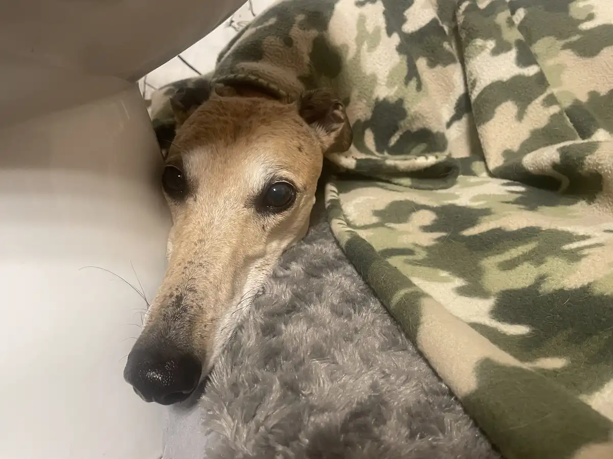 A slender, light-brown dog with large dark eyes and a long snout is peeking out from under a white surface, resting on a…