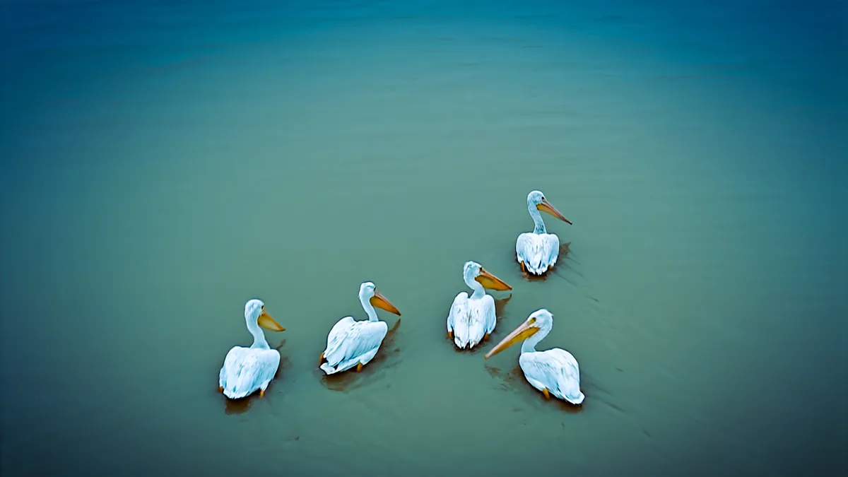 Five white pelicans are floating in calm, teal-colored water, arranged in a loose diagonal line. The birds have long orange…