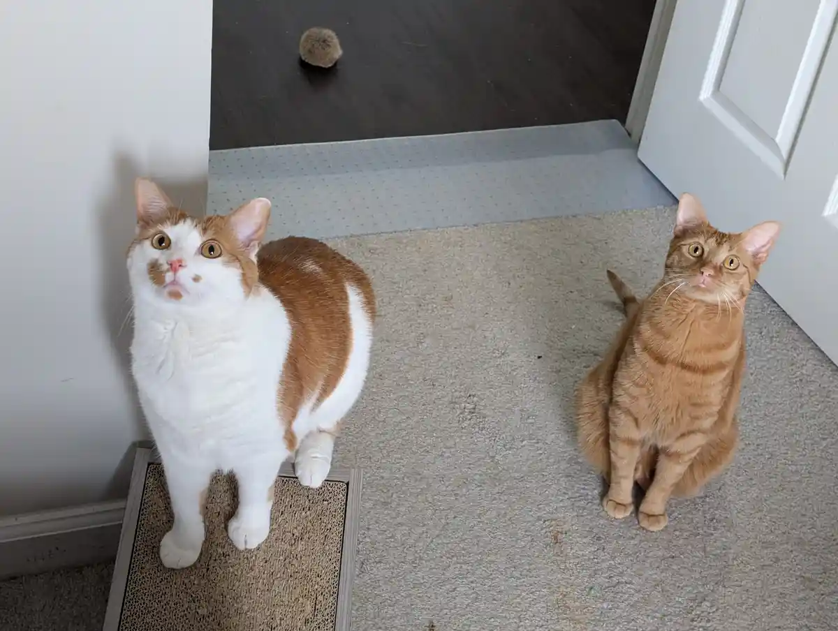 Two cats sit on a carpeted floor, one on a scratching post, both looking upward with wide, surprised eyes. A small fuzzy…