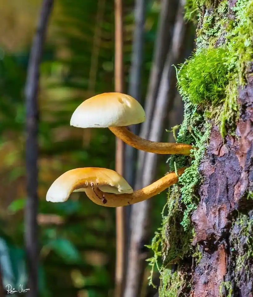 Two small mushrooms grow side-by-side on a moss-covered tree trunk in a forest. The top mushroom is upright, while the…