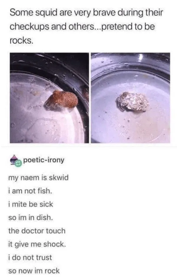 The image shows two side-by-side photos of a small, spotted squid in a dish. In the first photo, the squid is visible and…
