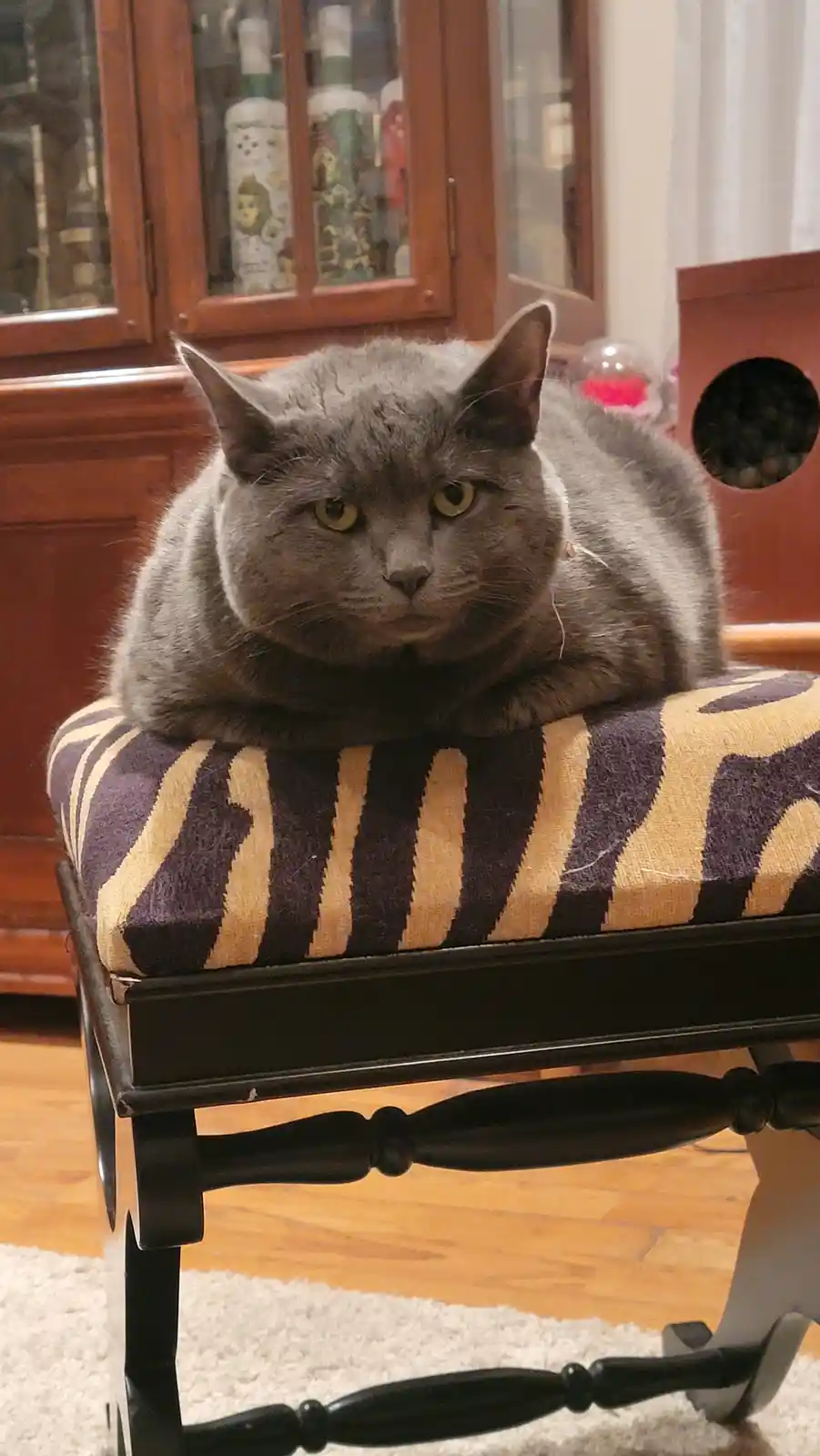 Feeling the blues on this caturday!