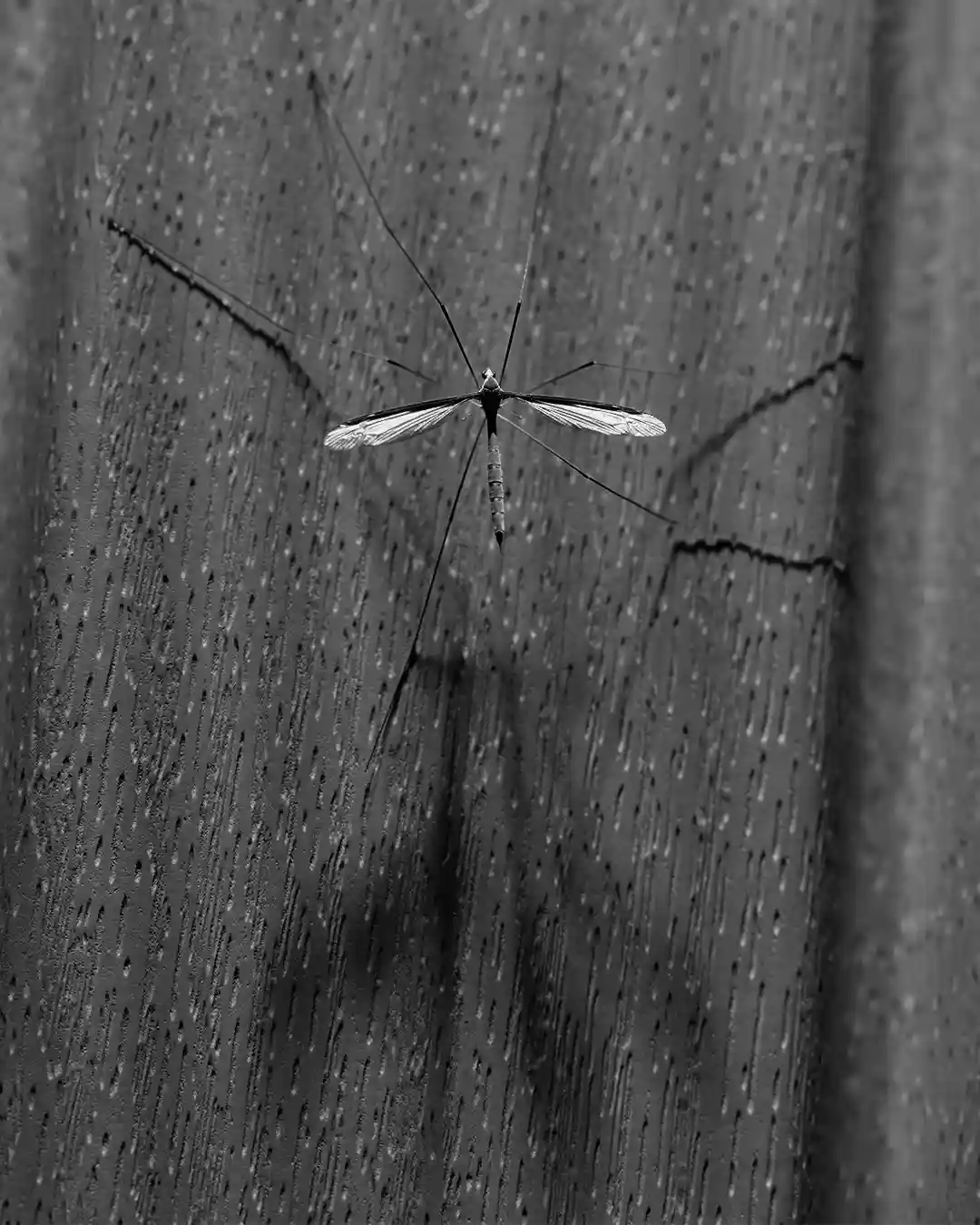 A black-and-white close-up photograph shows a mosquito with extremely long, thin legs and antennae, perched on a textured…