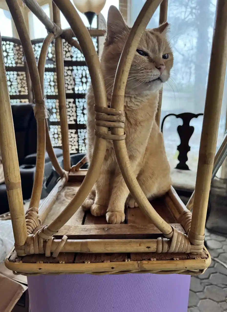 An orange tabby cat sits calmly on a wicker chair with a stern, unimpressed expression, looking off to the side. The…