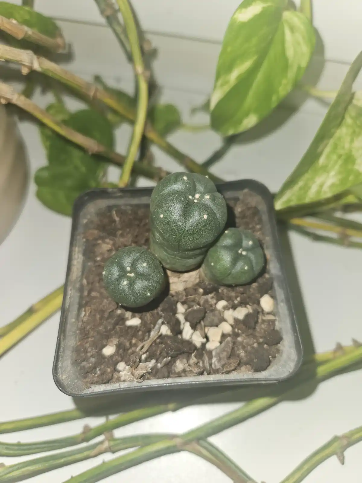 Help Needed: Identifying This Cactus and Its Care Tips