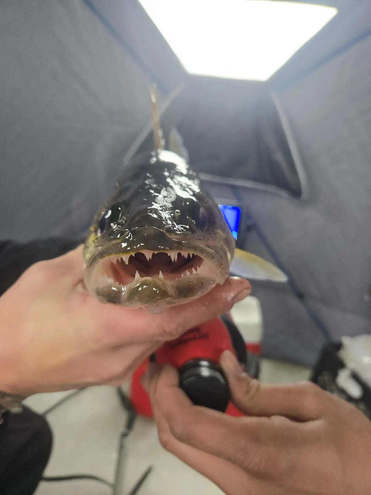 A person holds a fish with a wide-open mouth showing sharp, prominent teeth, resembling a predator. The fish is inside what…
