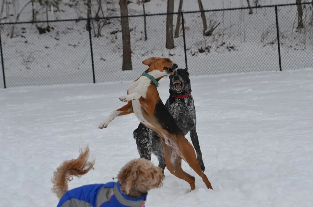 Two dogs are play-fighting in the snow, one leaping over the other who is baring its teeth. A third dog in a blue vest is…