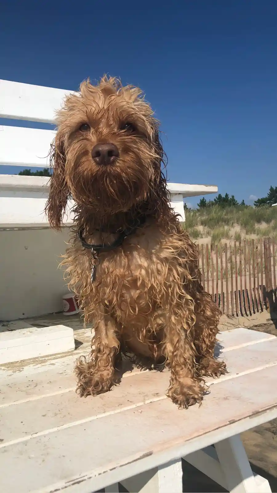 A brown, curly-haired dog with wet fur sits on a white wooden bench outdoors under a clear blue sky. The dog looks directly…