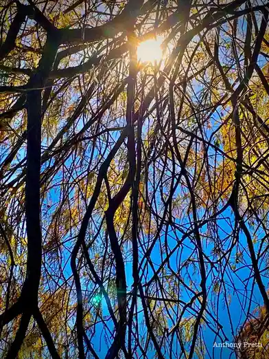 A low-angle photograph looking up through a dense tangle of dark tree branches and yellow leaves against a bright blue sky…
