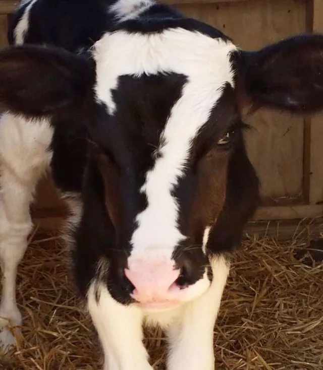 A close-up photo of a black-and-white calf standing in a straw-covered barn, looking directly at the camera with a seemingly…