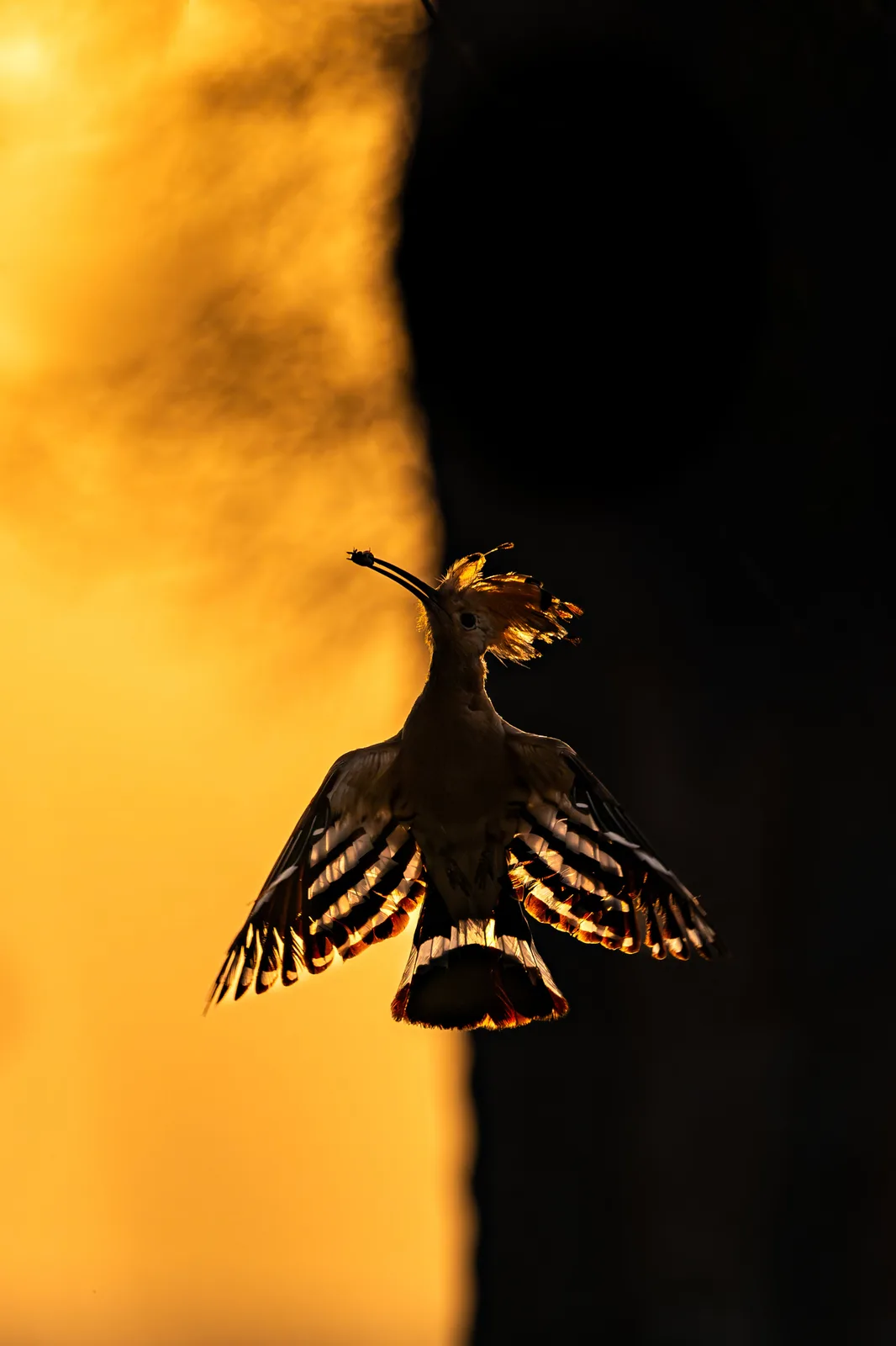 Whispers of Dawn: A Serene Moment