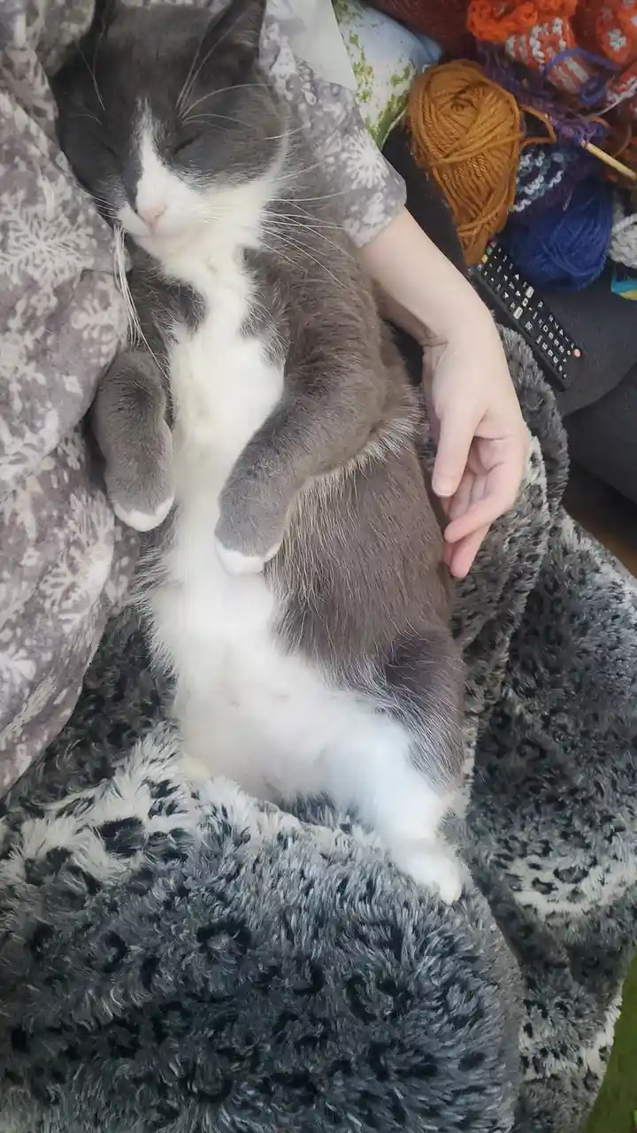 Caturday Vibes: Here’s Badger Making an Appearance!