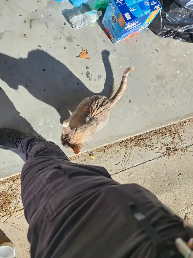 A top-down photo shows a person's legs and shadow standing on a concrete sidewalk next to a calico cat sniffing the ground…