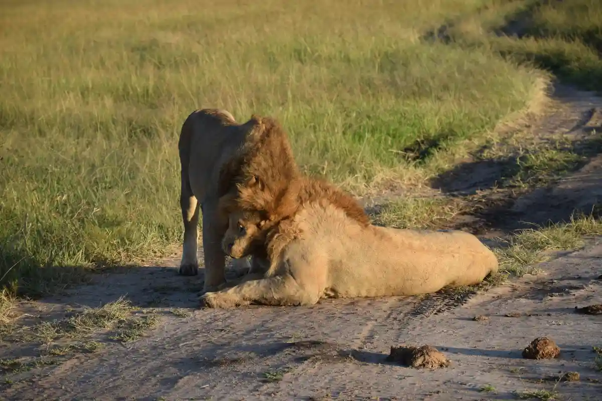 Two male lions are on a dirt path in a grassy savanna. One lion is lying down while the other stands over it, nuzzling or…