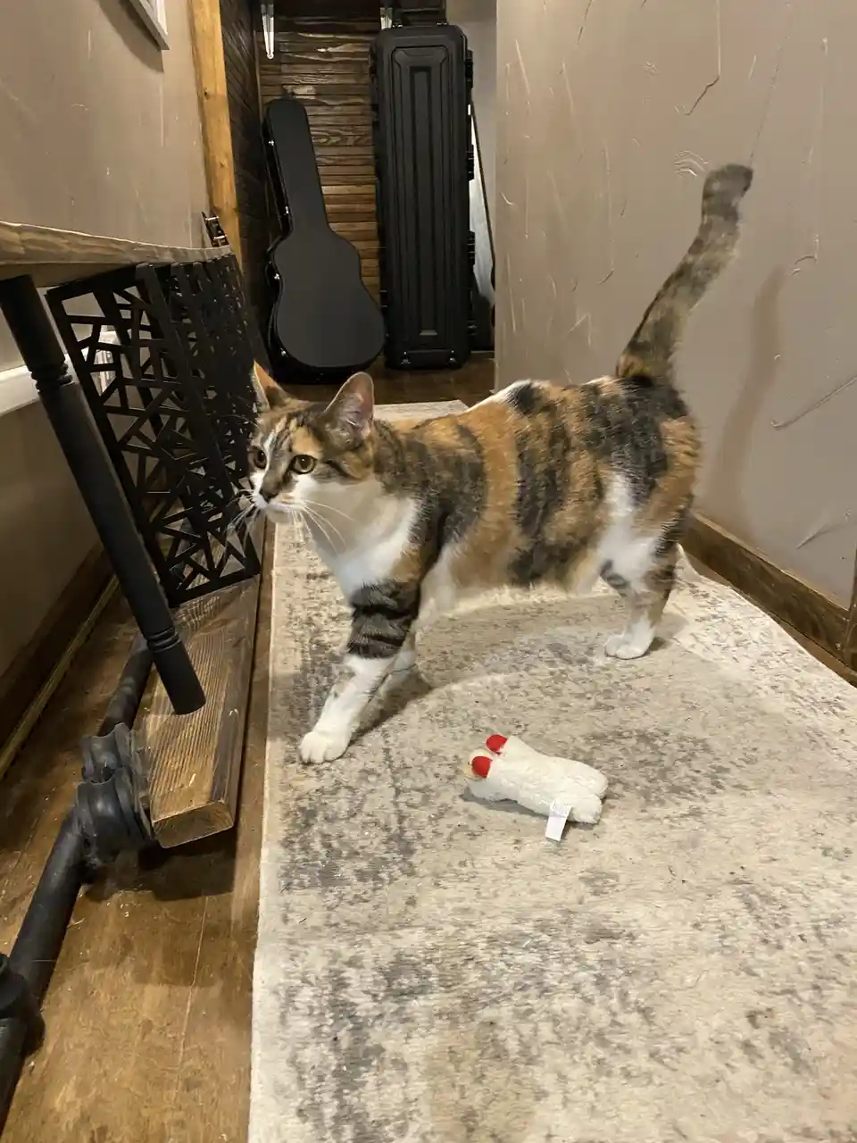 A calico cat stands on a rug in a hallway, looking away from a white plush chicken toy with red feet lying on the floor…
