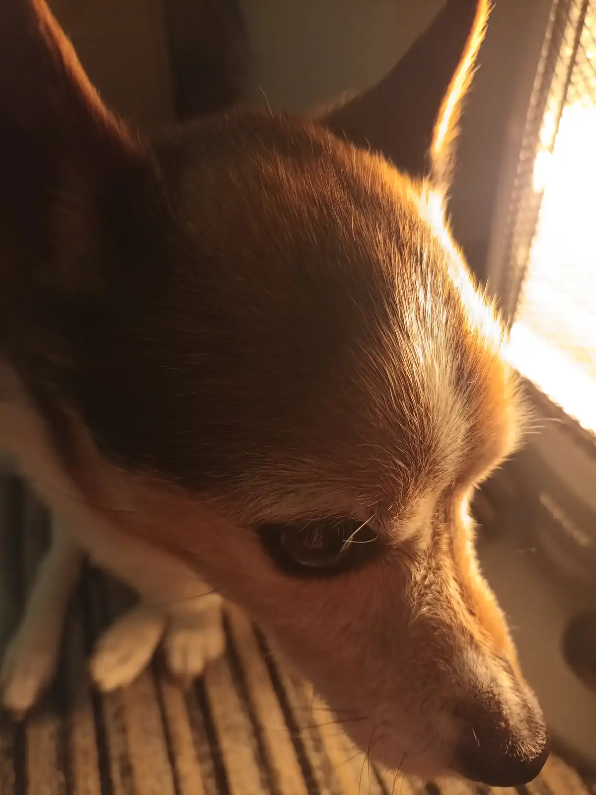 A close-up of a small dog, likely a Chihuahua, with brown and white fur, looking down with a melancholic expression as…