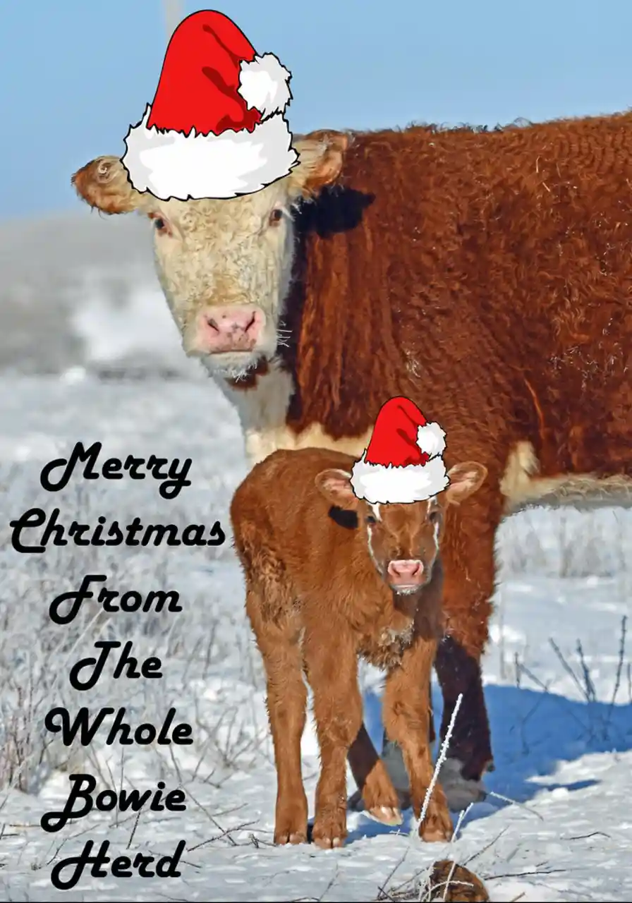 A snowy outdoor photo features an adult brown and white cow and a smaller brown calf, both digitally edited to wear red and…