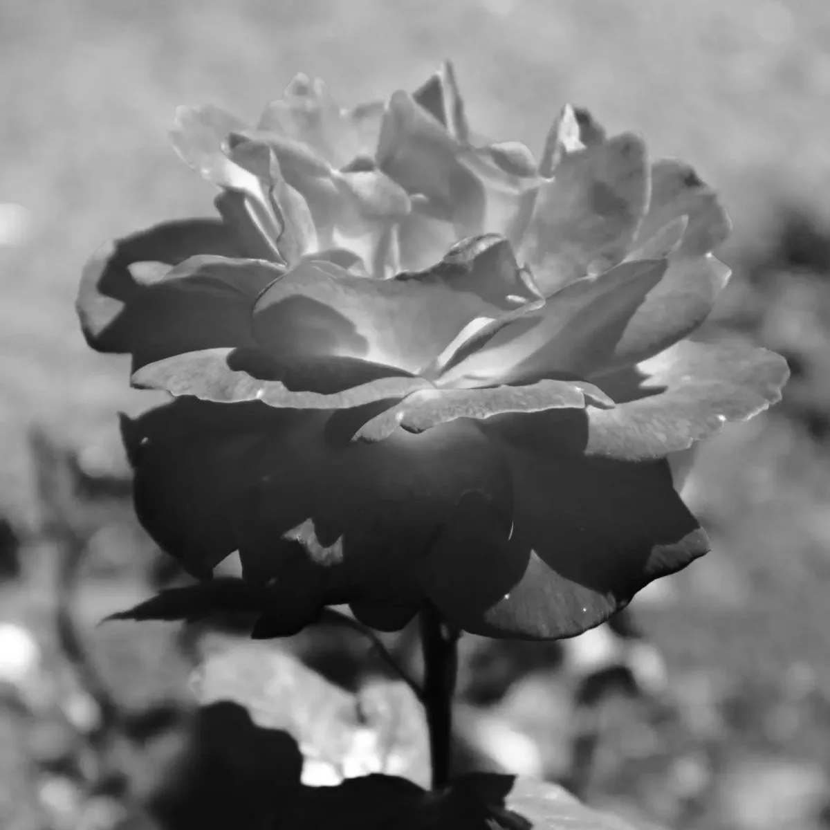 A black and white close-up photograph of a rose with soft lighting and blurred background. The rose is in focus, showing…