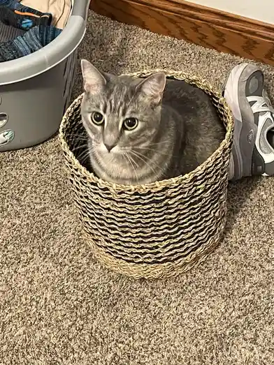 Caturday Cuteness: Meet My Basket Case!